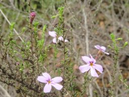 Jamesbrittenia tenuifolia branchlets